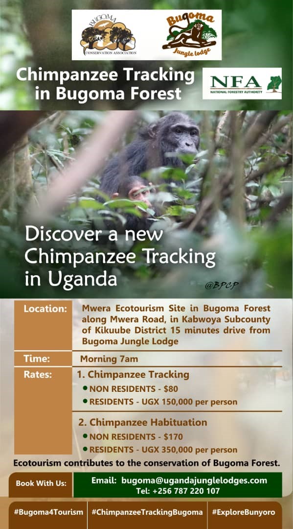 Chimpanzee Tracking – ACBF